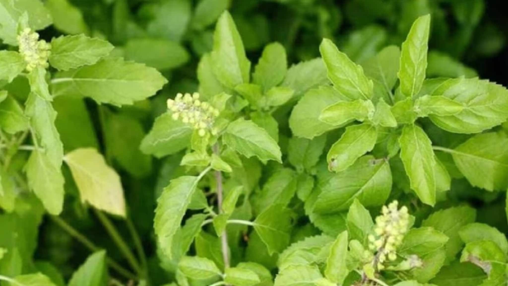 এই ৭ পবিত্র গাছ আপনার ঘরকেও পবিত্র করবে এবং শান্তি দেবে, একই সঙ্গে চুম্বকের মতো টাকা আকর্ষণও করবে !