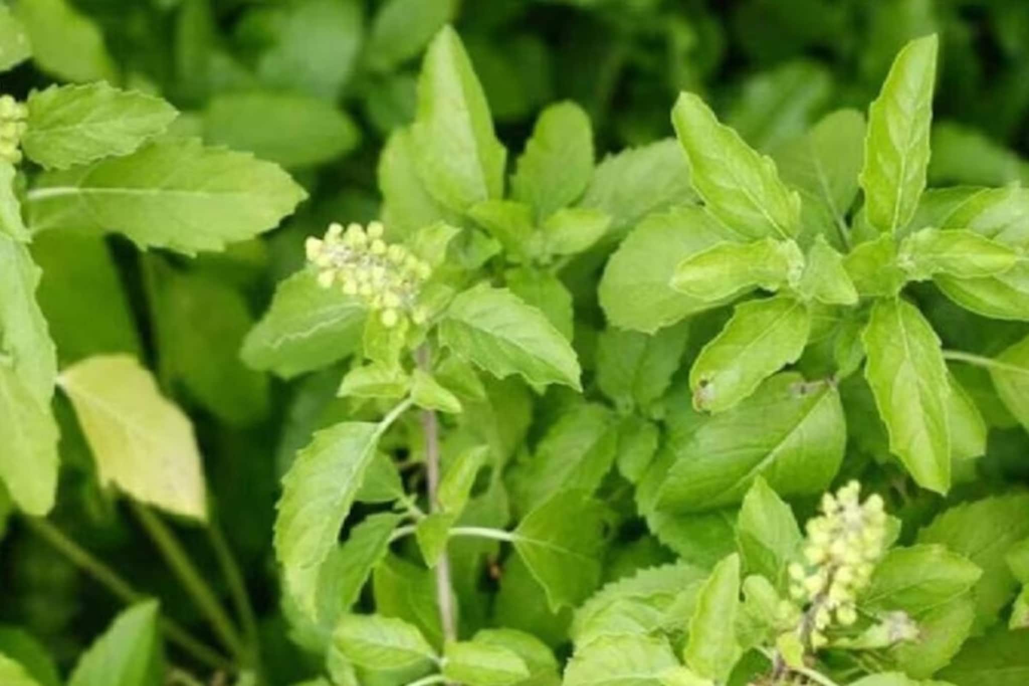 এই ৭ পবিত্র গাছ আপনার ঘরকেও পবিত্র করবে এবং শান্তি দেবে, একই সঙ্গে টাকা আকর্ষণও করবে !