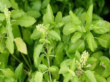 এই ৭ পবিত্র গাছ আপনার ঘরকেও পবিত্র করবে এবং শান্তি দেবে, একই সঙ্গে টাকা আকর্ষণও করবে !