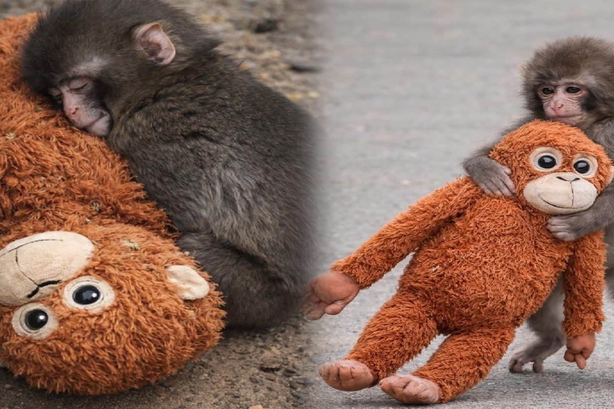 অবশেষে কোলের উষ্ণতা পেল ভাইরাল পাঞ্চ, কাছে টেনে নিল কে? অনাথ বাঁদর পেল 'প্রাণ'