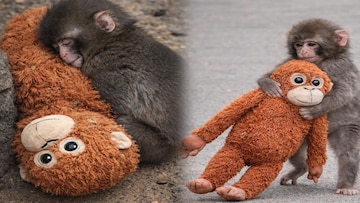 অবশেষে কোলের উষ্ণতা পেল ভাইরাল পাঞ্চ, কাছে টেনে নিল কে? অনাথ বাঁদর পেল 'প্রাণ'