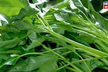 Kalmi Saag Benefits: মহিলাদের জন্য অমৃত...! ঝোপেঝাড়ে অবহেলায় বেড়ে ওঠা 'এই' শাক ডায়াবেটিসের যম! কোলেস্টেরলের মোক্ষম দাওয়াই