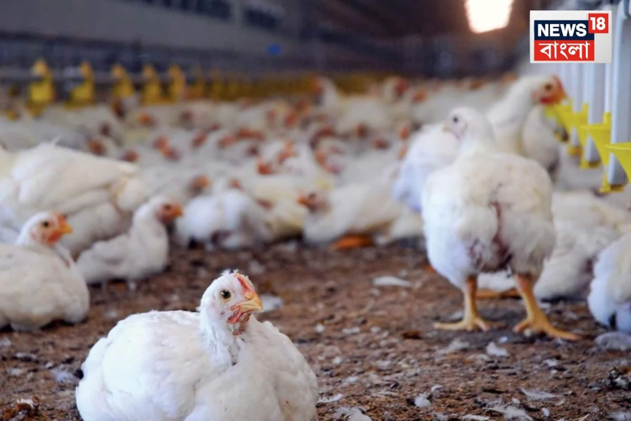 সত্যিই বিক্রি হচ্ছে চিনা প্লাস্টিক ডিম?কলকাতা পোল্ট্রি মেলায় হাতেনাতে ধরা পড়ল আসল সত্য!