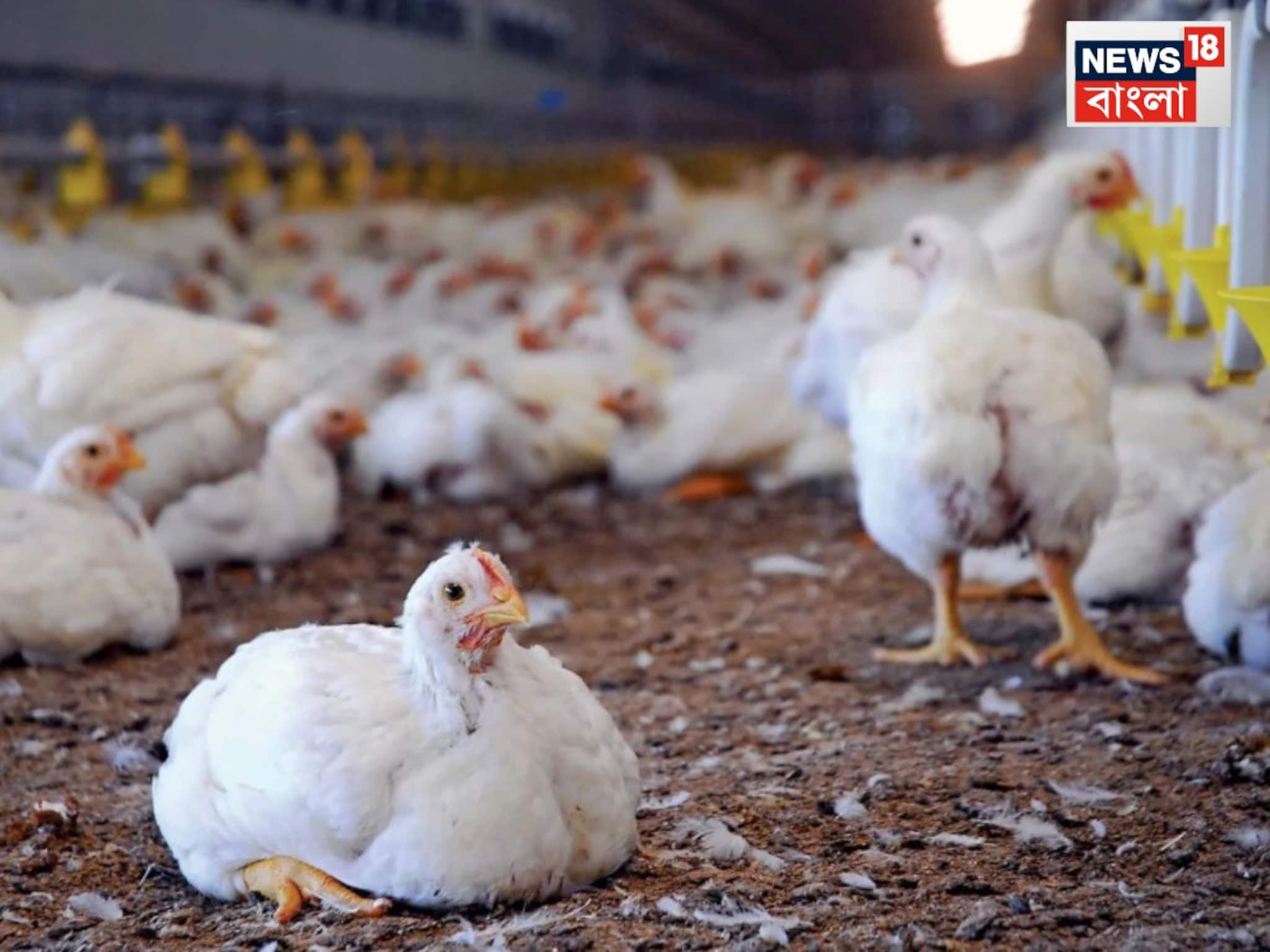 সত্যিই বিক্রি হচ্ছে চিনা প্লাস্টিক ডিম?কলকাতা পোল্ট্রি মেলায় হাতেনাতে ধরা পড়ল আসল সত্য!