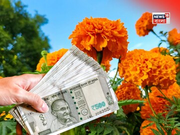 ব্যাঙ্ক ব্যালেন্স উপচে পড়বে...! হুড়মুড়িয়ে ঢুকবে টাকা, গাঁদা ফুল গাছ বাড়িতে 'এইভাবে' রাখুন!