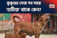 Knowledge Story: কুকুরের লেজ সব সময় 'গুটিয়ে' থাকে কেন? আসল কারণ শুনলে তাজ্জব হবেন! অনেকেই জানেন না!
