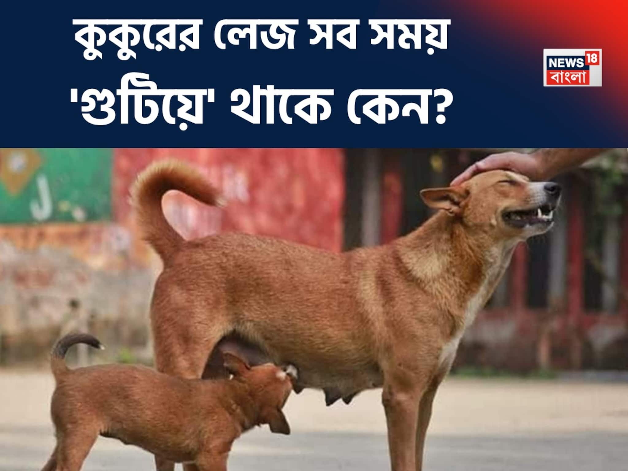 কুকুরের লেজ সব সময় 'গুটিয়ে' থাকে কেন? আসল কারণ শুনলে তাজ্জব হবেন! অনেকেই জানেন না!