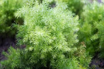 ভিটামিন, ক্যালসিয়ামে ভরা এই আগাছা ঋতুস্রাবে অবিশ্বাস্য উপকারী! চোখের নিমেষে উধাও কষ্ট