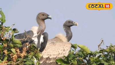 হোয়াইট রাম্পড ভালচার বা সাদা-পিঠের শকুন