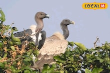 Sundarbans News: সুন্দরবনের পর্যটন কেন্দ্রে মিরাকেল ঘটনা! দেখা মিলল বিলুপ্তপ্রায় হোয়াইট রাম্পড ভালচার, কীভাবে অবলুপ্তি পথে গিয়েছে শকুনের এই প্রজাতি