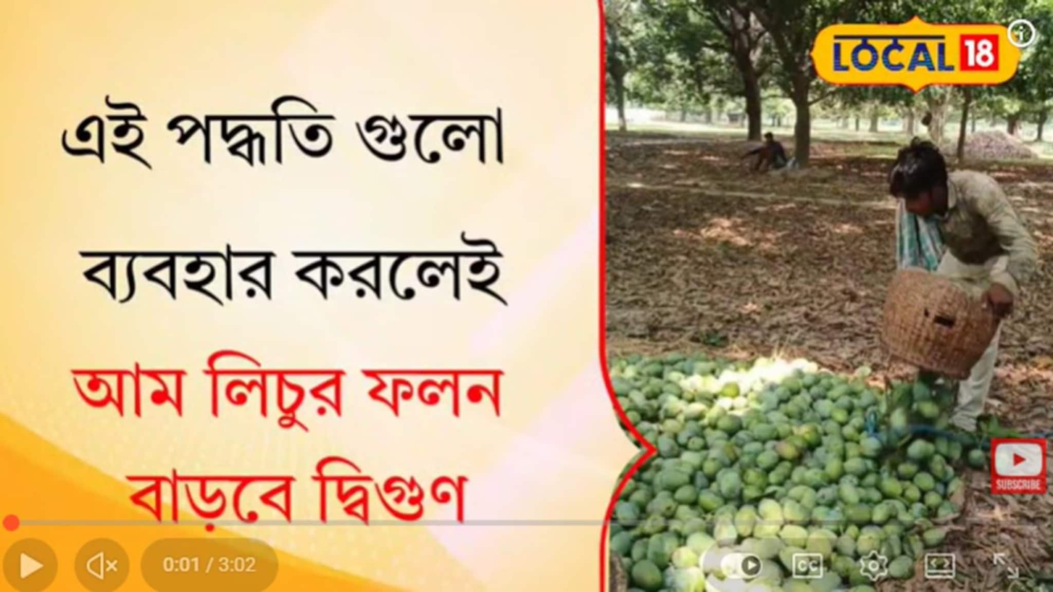এই পদ্ধতিগুলো মানলেই গাছ ভর্তি হবে আম লিচুতে! দেখে নিন