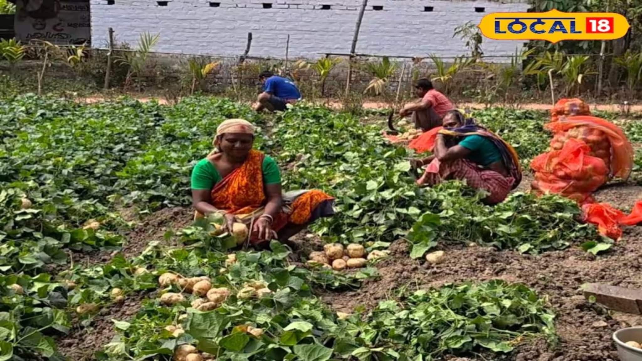 Agriculture News: আলু নয়, শাকআলু চাষেই লাভের হাসি, বাদুড়িয়ায় নতুন কৃষি ট্রেন্ড