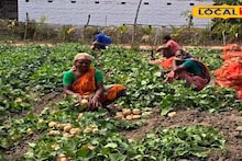 Agriculture News: আলু নয়, শাকআলু চাষেই লাভের হাসি, বাদুড়িয়ায় নতুন কৃষি ট্রেন্ড