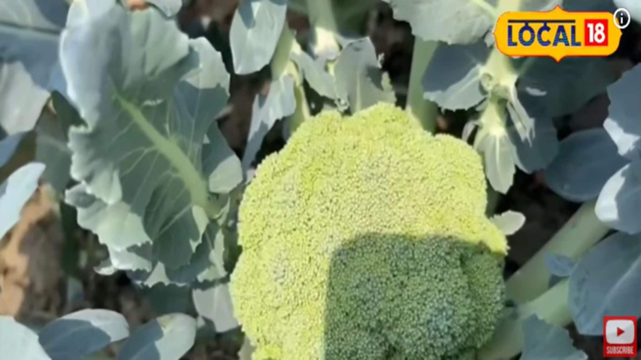 সুন্দরবনে অসময় ফলছে শীতের বিদেশি ফসল! লাভের মুখ দেখছে কৃষকেরা