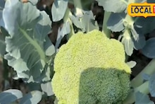 সুন্দরবনে অসময় ফলছে শীতের বিদেশি ফসল! লাভের মুখ দেখছে কৃষকেরা