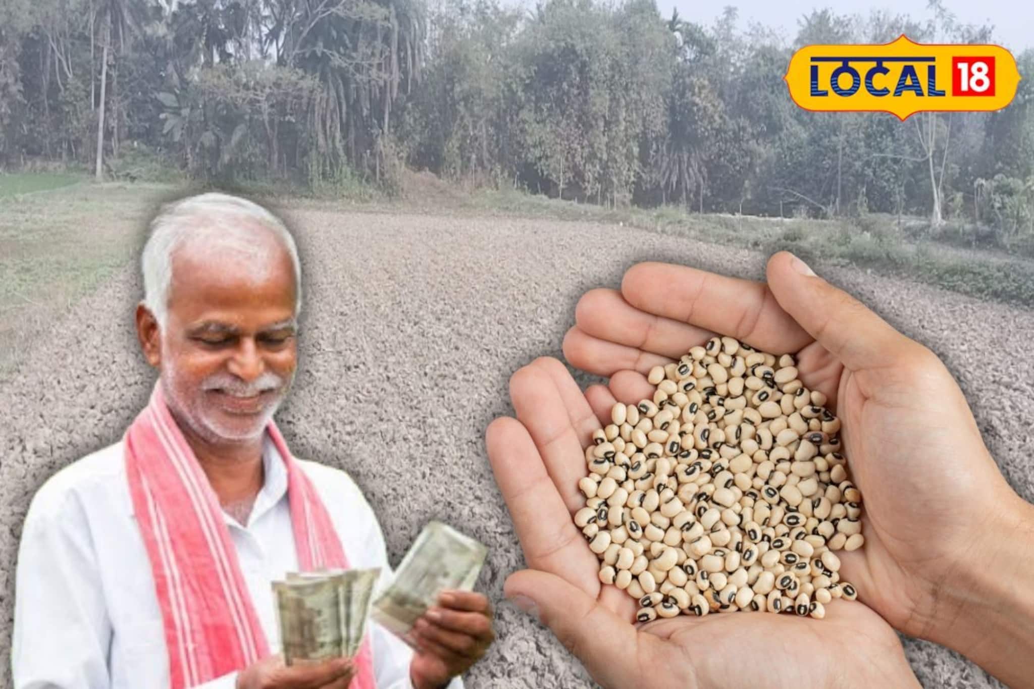 বছরে একবার ডাল চাষেই কেল্লাফতে! লুকিয়ে লাভের বিরাট চাবিকাঠি, কৃষকদের জন্য বড় দাওয়াই