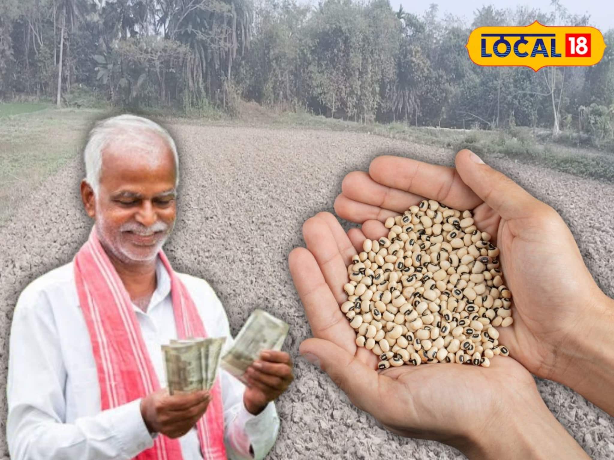 বছরে একবার ডাল চাষেই কেল্লাফতে! লুকিয়ে লাভের বিরাট চাবিকাঠি, কৃষকদের জন্য বড় দাওয়াই