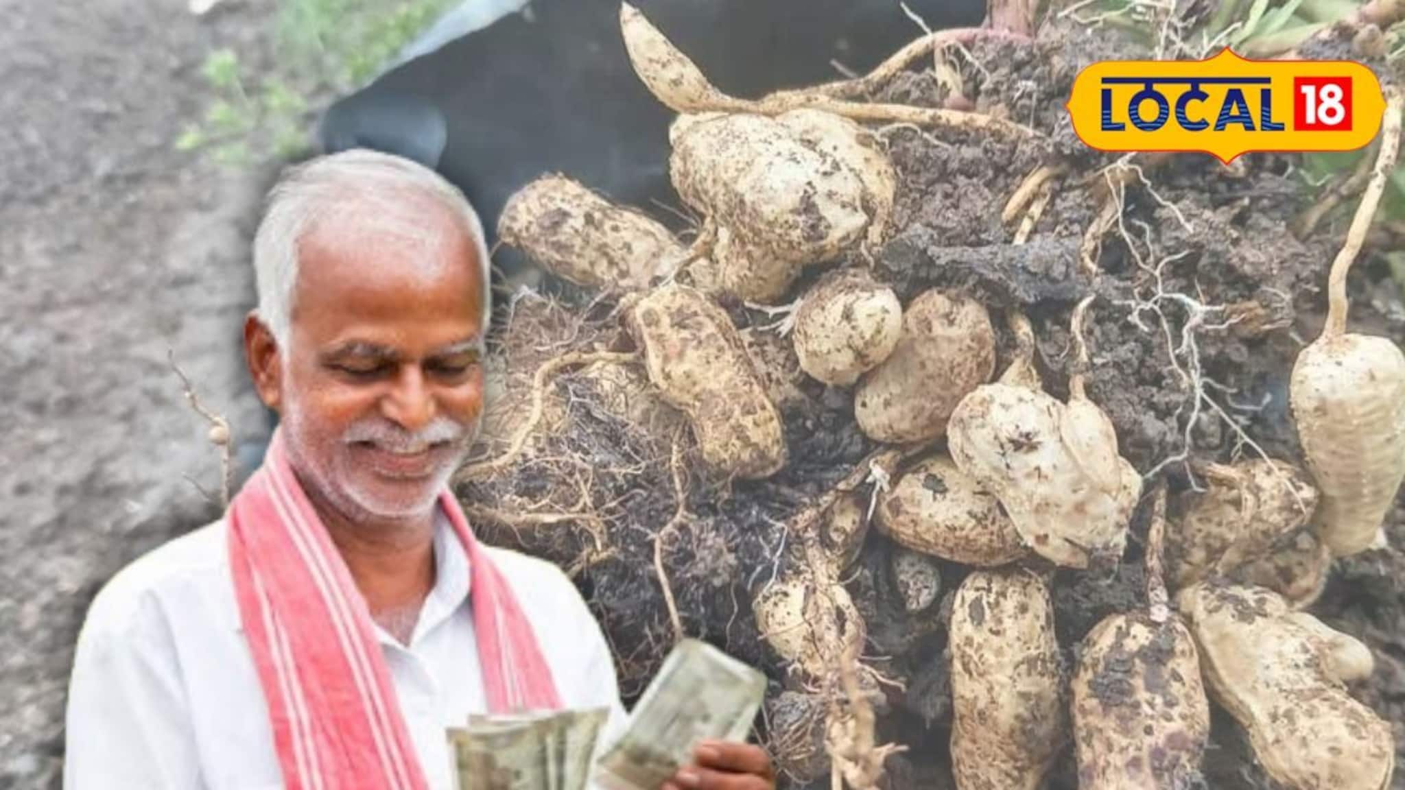গতে বাঁধা চাষে ইতি! পদ্ধতি বদলাতেই কেল্লাফতে!এবার বাদাম চাষে বিপুল লাভের মুখ দেখছেন চাষিরা