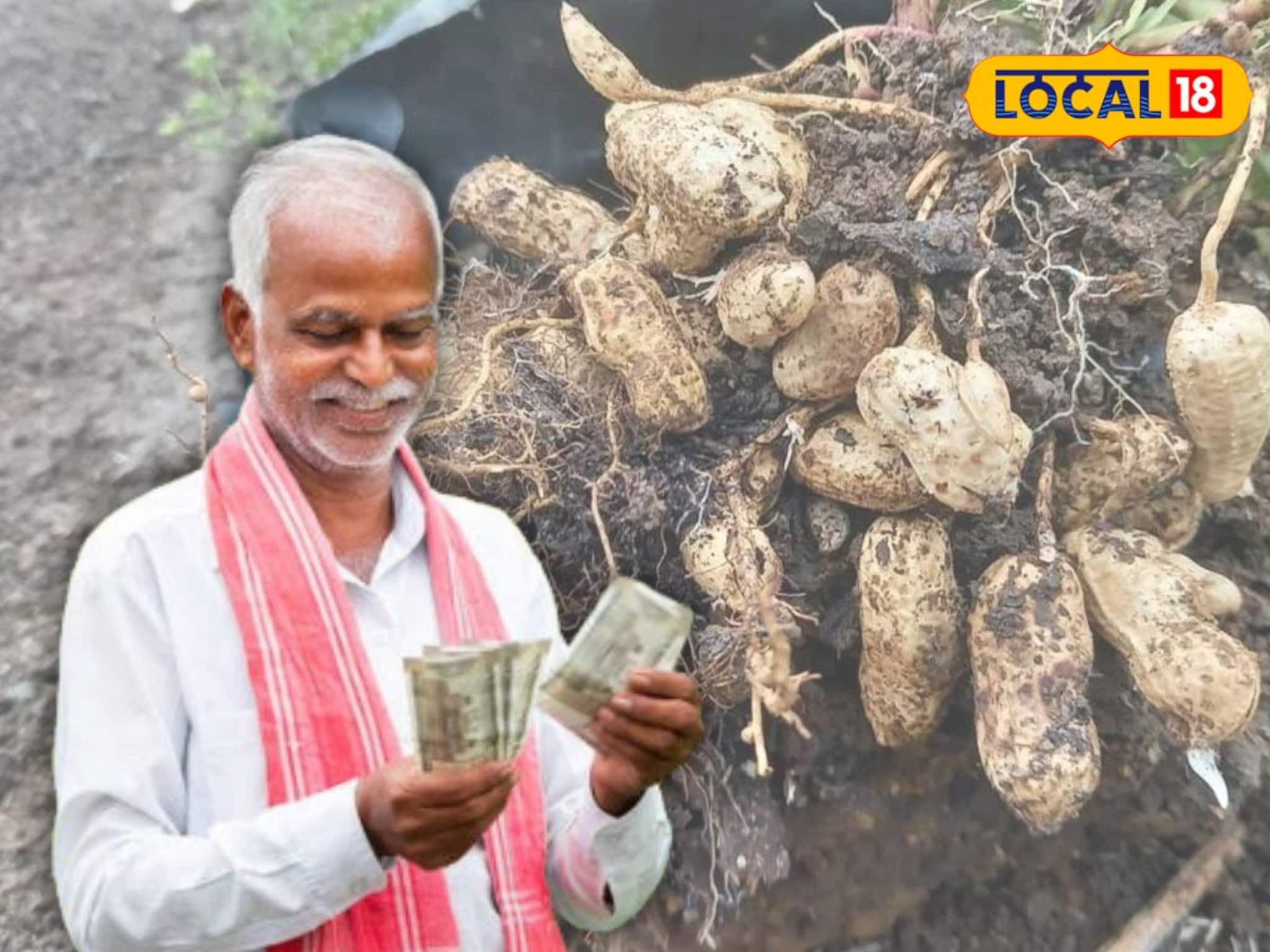 গতে বাঁধা চাষে ইতি! পদ্ধতি বদলাতেই কেল্লাফতে!এবার বাদাম চাষে বিপুল লাভের মুখ দেখছেন চাষিরা