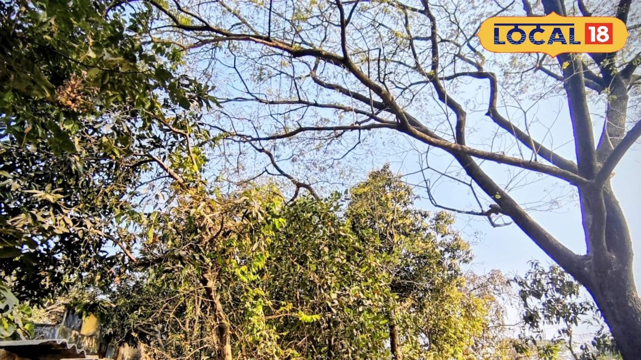 Bankura News: দানবীয় গাছের আতঙ্কে রাতের ঘুম উড়েছে, বাইরে যেতেও ভয়! রেলে অভিযোগ করেও হয়নি লাভ