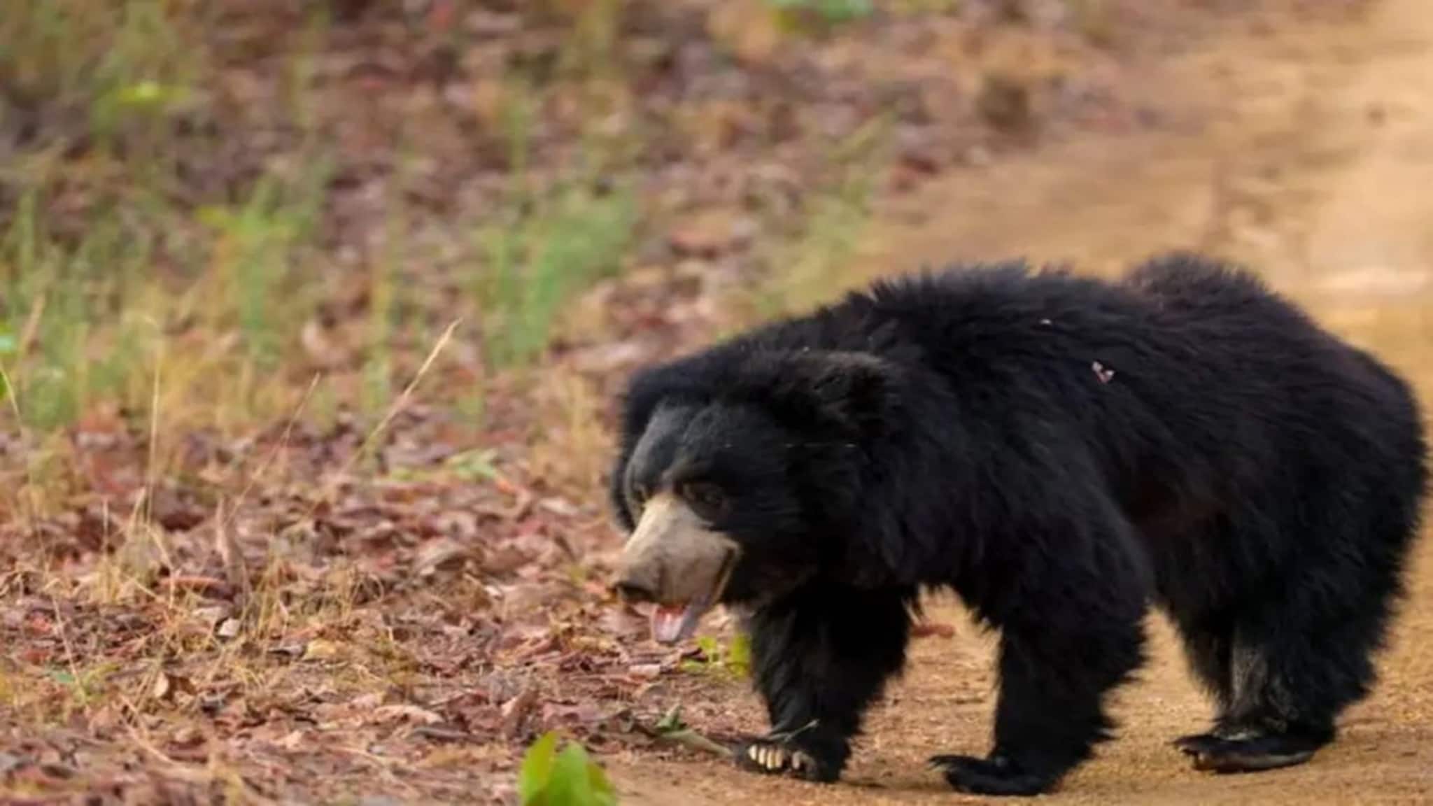 ভয়কে হার মানালেন স্ত্রী! ছয় ভালুকের হাতে আটক স্বামীকে বাঁচালেন একাই