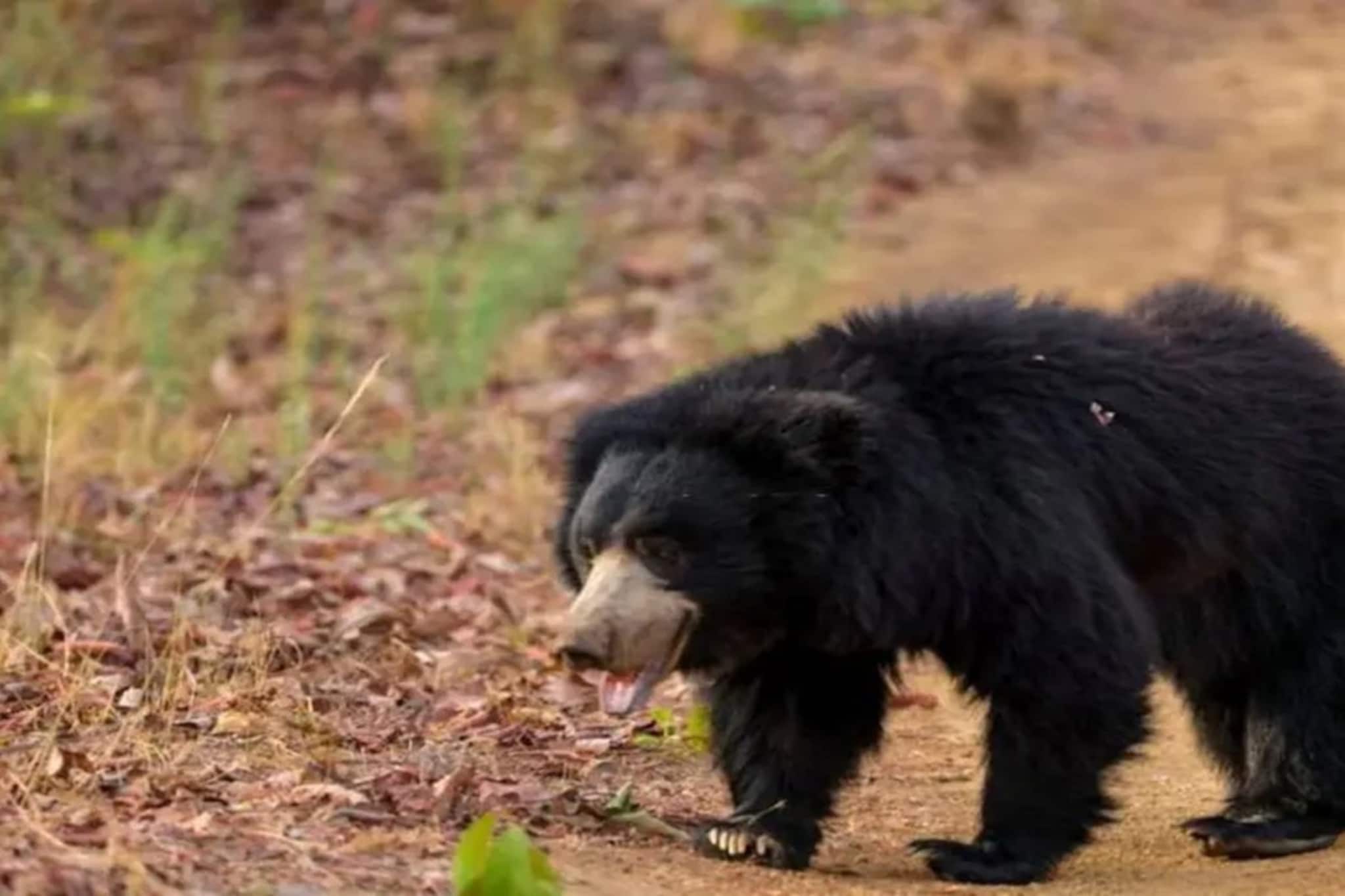 ভয়কে হার মানালেন স্ত্রী! ছয় ভালুকের হাতে আটক স্বামীকে বাঁচালেন একাই ভয়কে হার মানালেন স্ত্রী! ছয় ভালুকের হাতে আটক স্বামীকে বাঁচালেন একাই