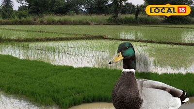 হাঁসের ধান খাওয়ার কারণে প্রতিবেশীদের মারে প্রাণ গেল কৃষকের