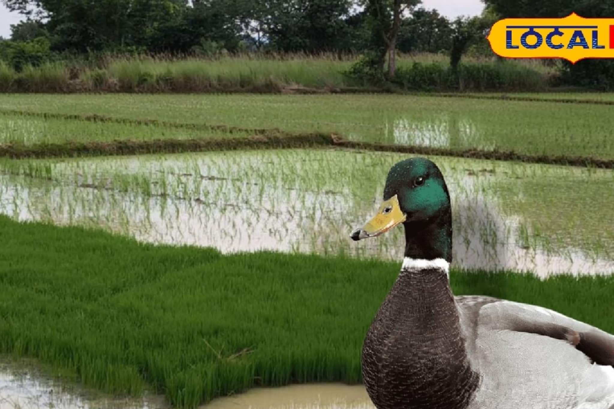 হাঁসের সামান্য ধান খাওয়া নিয়ে রক্তারক্তি কাণ্ড, রাস্তায় ফেলে মারধর! প্রাণ গেল কৃষকের