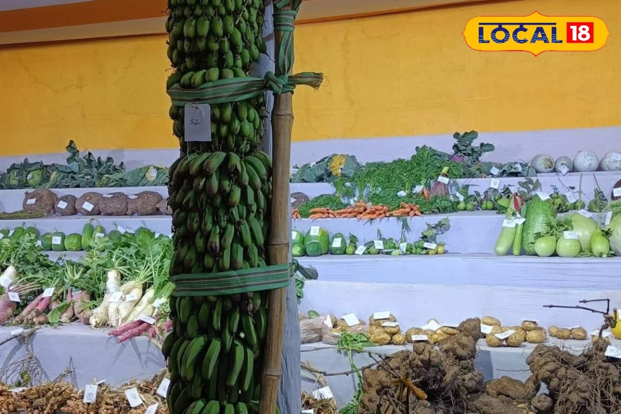 মানুষের থেকে লম্বা কলার কাঁদি, ইয়া বড় বড় বেগুন, লাউ, মুলো! দেখার জন্য হামলে পড়ছে মানুষ মানুষের থেকে লম্বা কলার কাঁদি, ইয়া বড় বড় বেগুন, লাউ, মুলো! দেখার জন্য হামলে পড়ছে মানুষ