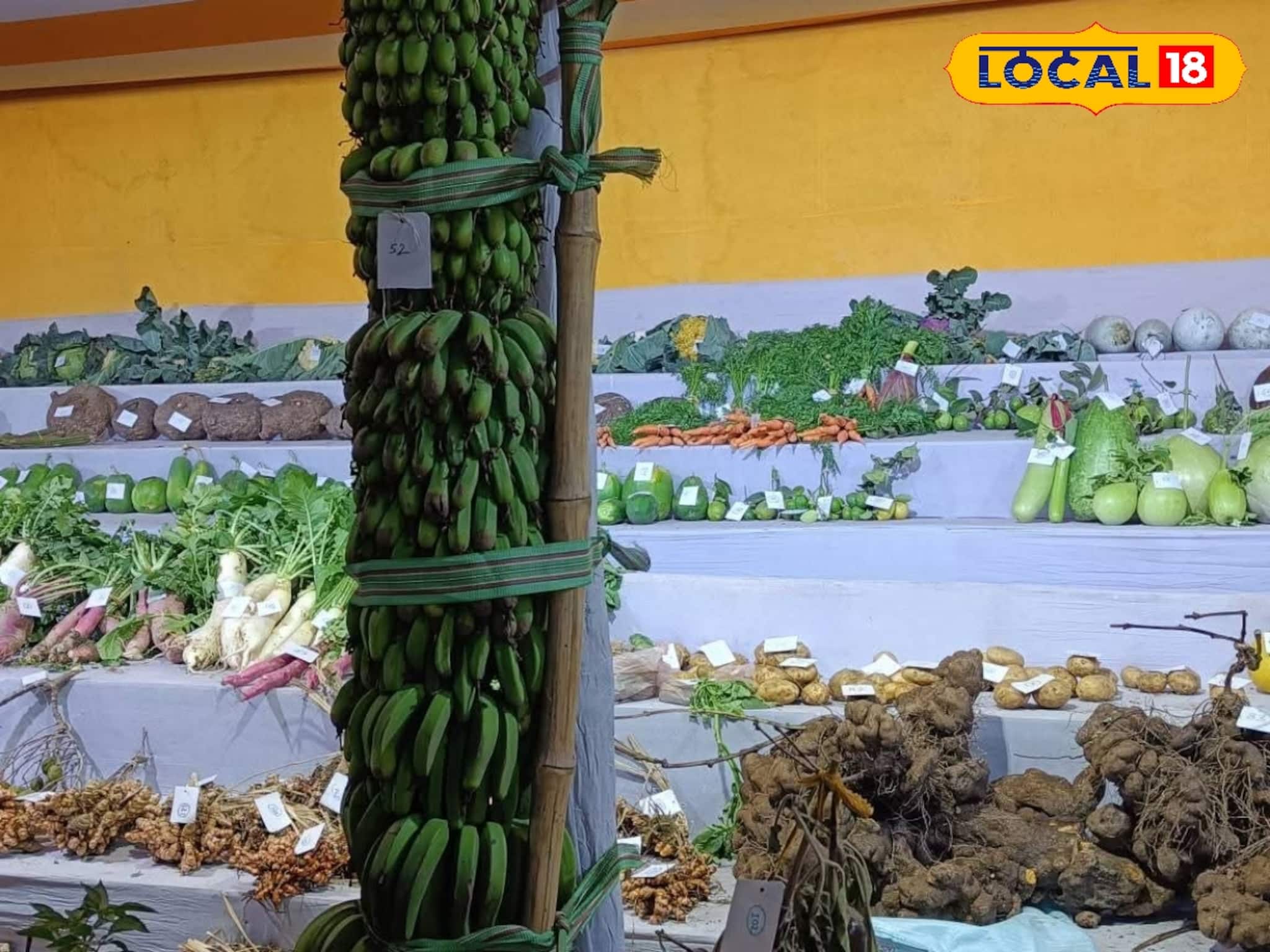 মানুষের থেকে লম্বা কলার কাঁদি, ইয়া বড় বড় বেগুন, লাউ, মুলো! দেখার জন্য হামলে পড়ছে মানুষ