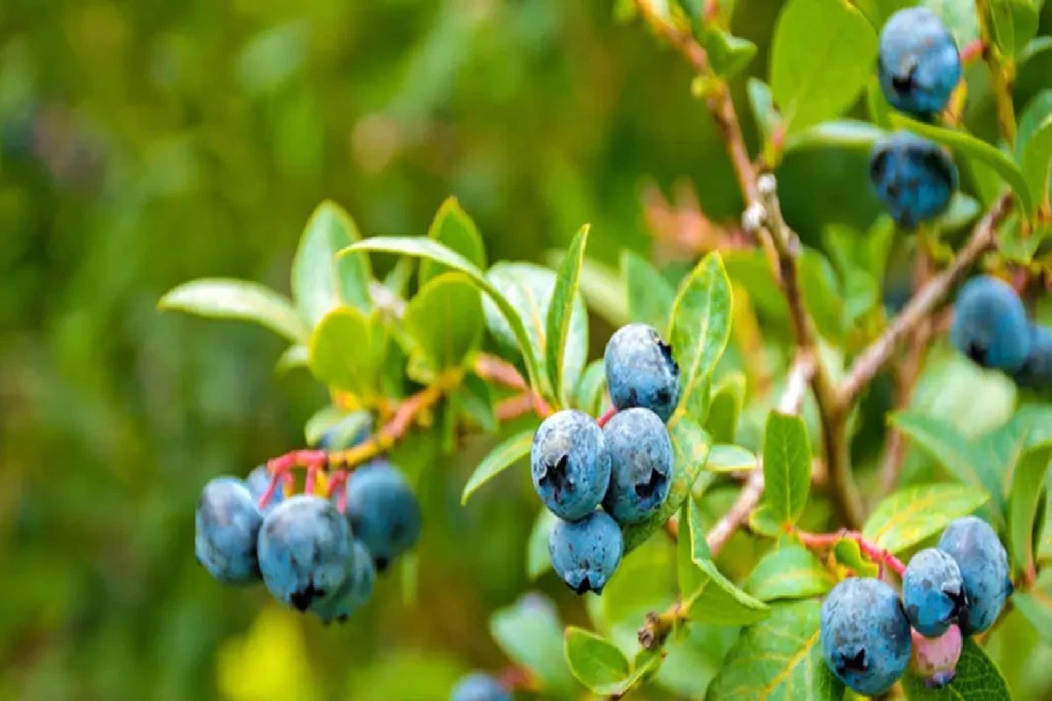 হার্টের অসুখে রামবাণ, অ্যান্টি অক্সিডেন্টের খনি, ব্লু বেরি চাষ এবার বাংলাতেই, মালমাল হবেন হার্টের অসুখে রামবাণ, অ্যান্টি অক্সিডেন্টের খনি, ব্লু বেরি চাষ এবার বাংলাতেই, মালমাল হবেন