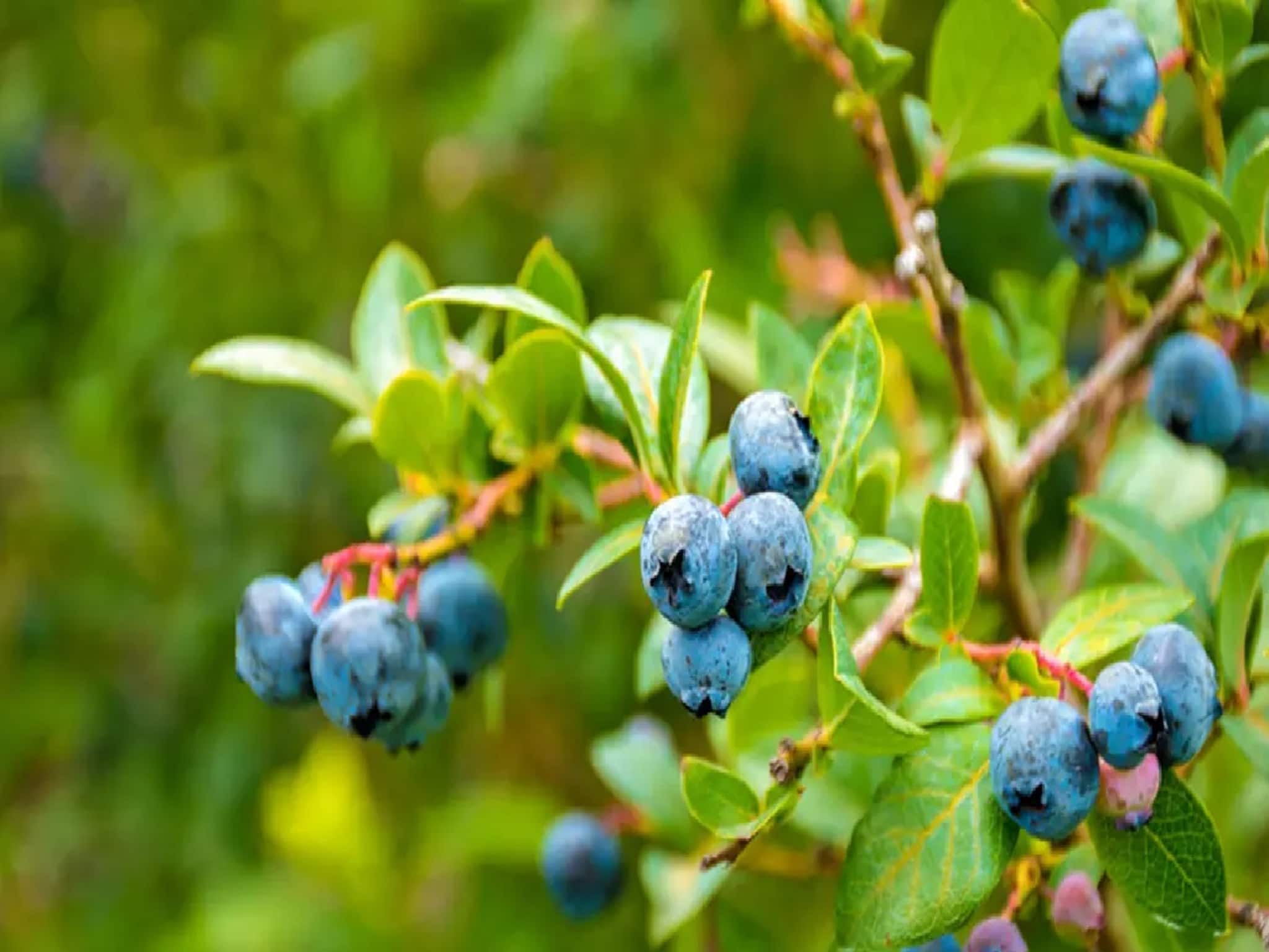 হার্টের অসুখে রামবাণ, অ্যান্টি অক্সিডেন্টের খনি, ব্লু বেরি চাষ এবার বাংলাতেই, মালমাল হবেন
