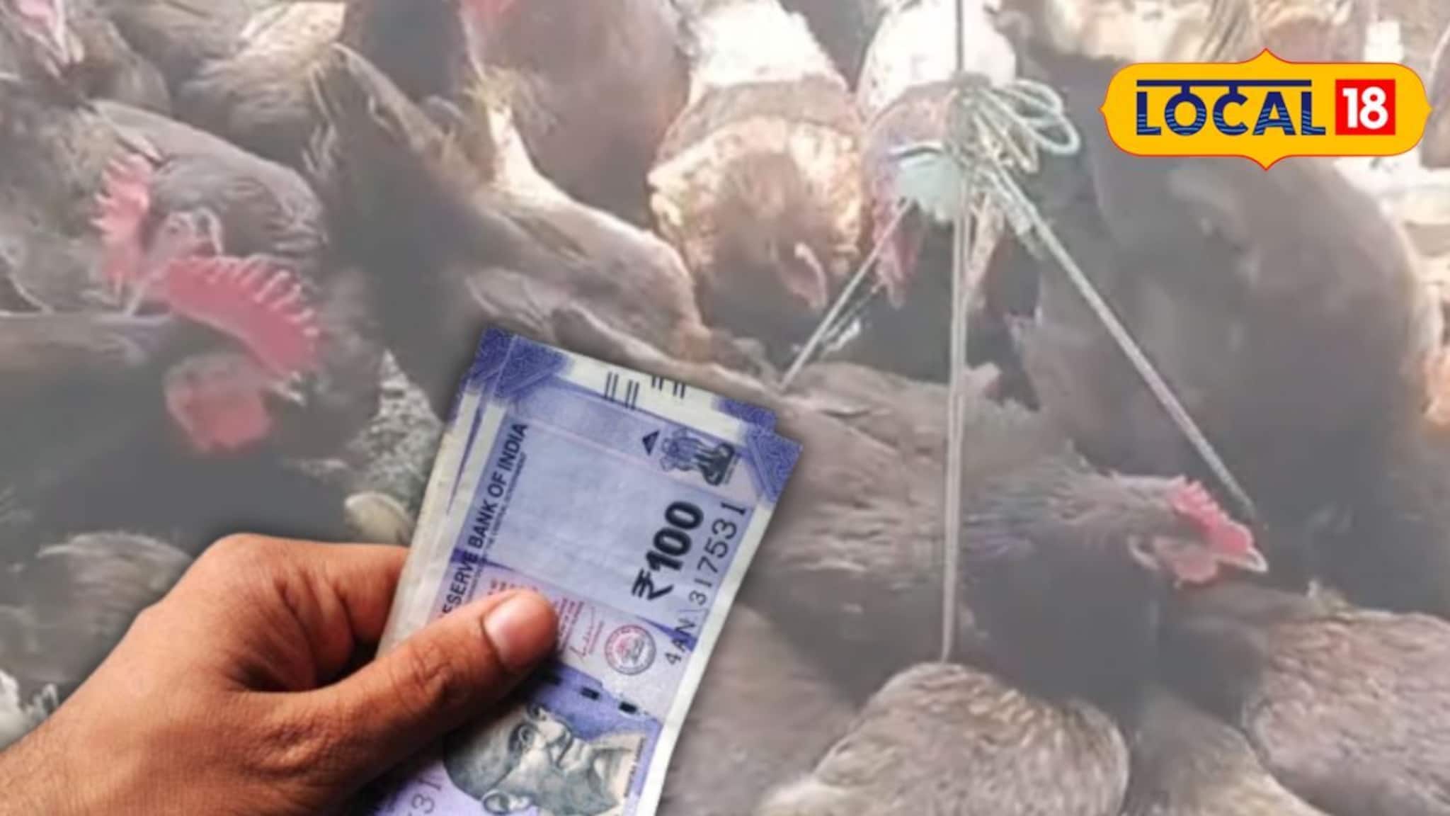 ডিম-মাংসের জোড়া চাহিদা! মুরগি প্রতিপালন সঠিক প্রজাতিই বদলে দিতে পারে ভাগ্য