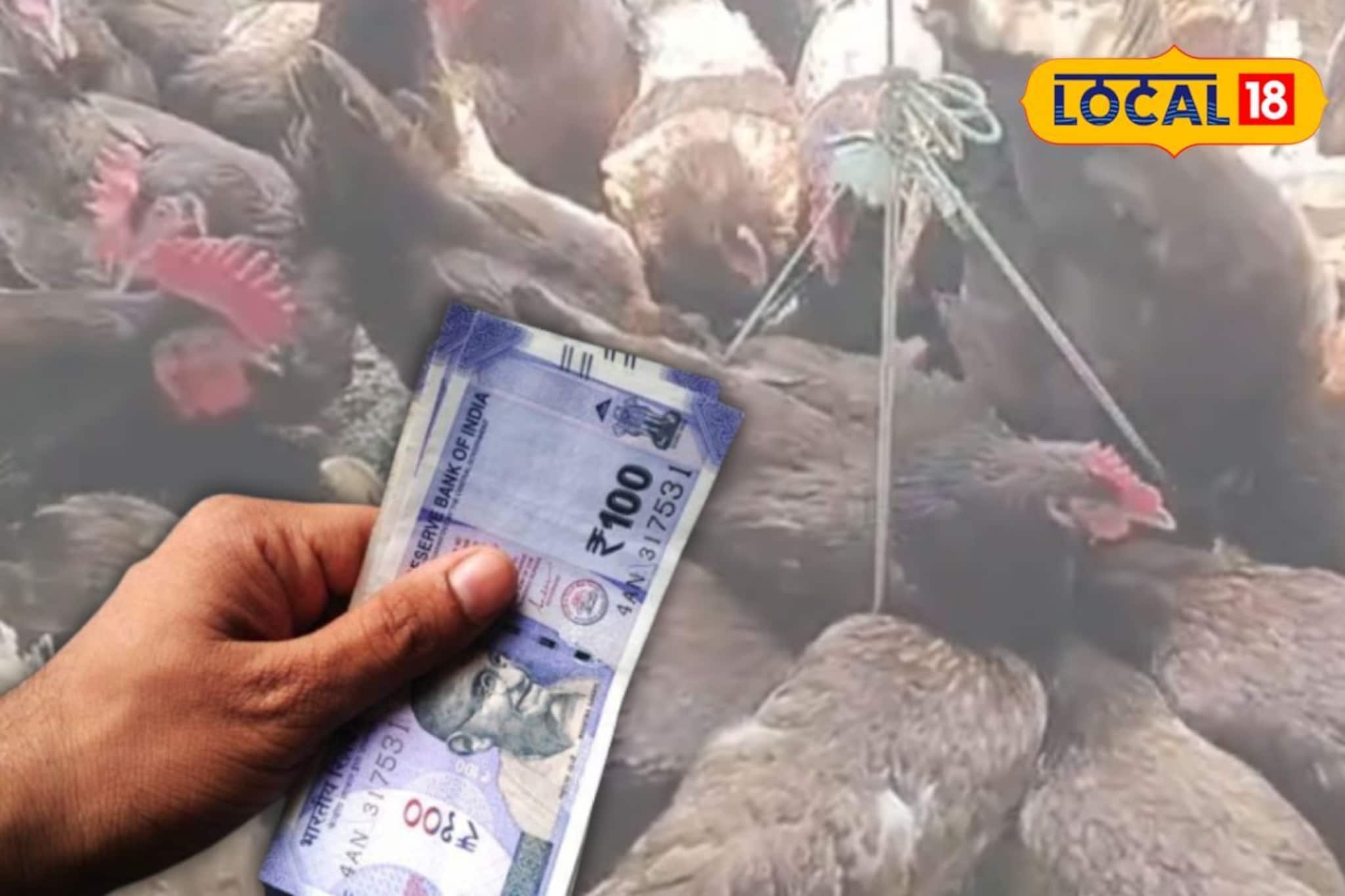 ডিম-মাংসের জোড়া চাহিদা! মুরগি প্রতিপালন সঠিক প্রজাতিই বদলে দিতে পারে ভাগ্য