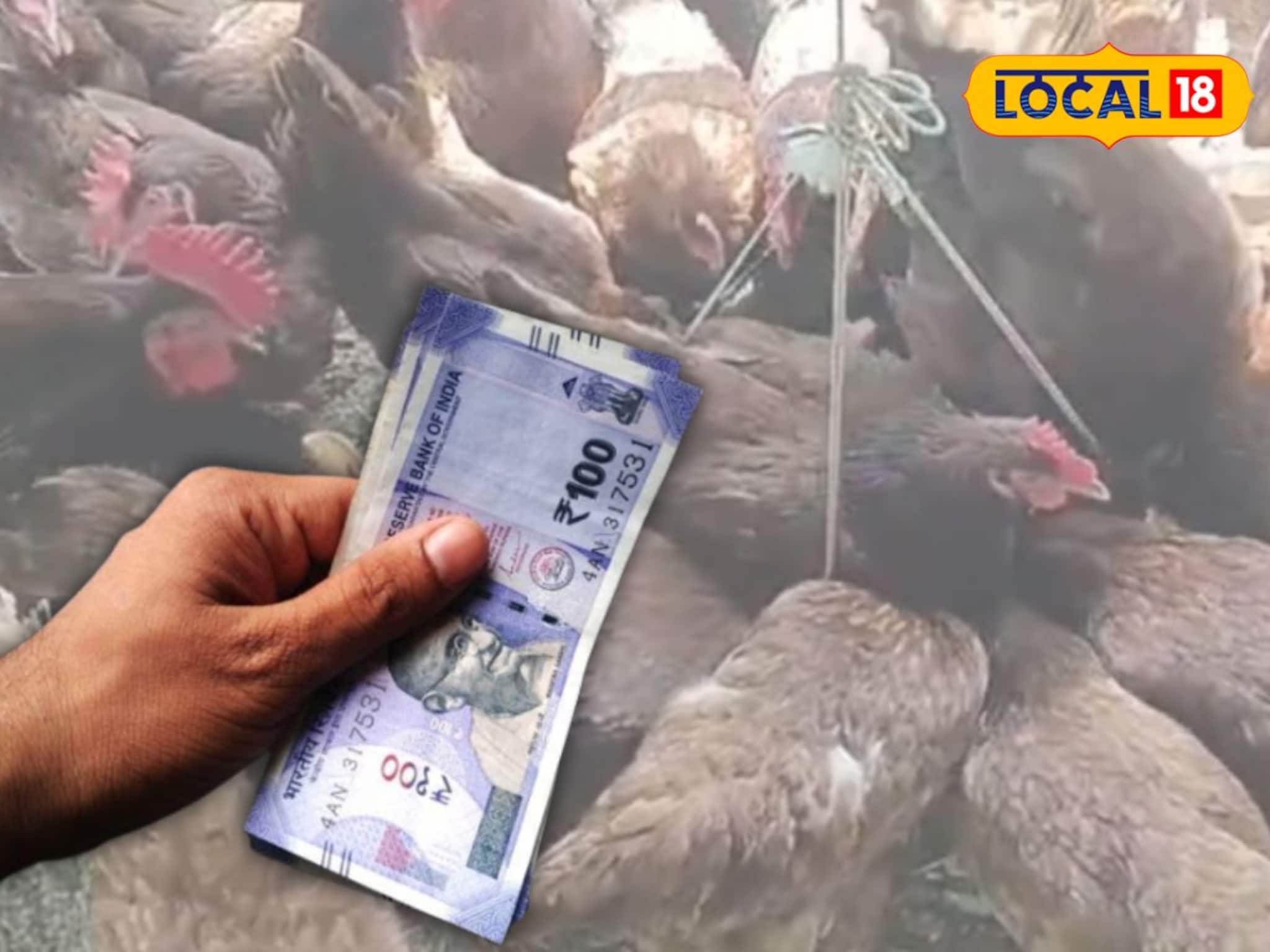 ডিম-মাংসের জোড়া চাহিদা! মুরগি প্রতিপালন সঠিক প্রজাতিই বদলে দিতে পারে ভাগ্য