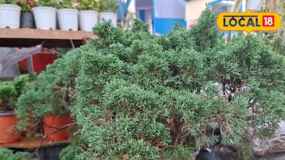 চাইনিজ স্টিক