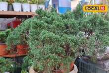 Siliguri Flower Exhibition Fair: আয়ু এক-দু’বছর নয়, পুরো ৪০ বছর! ১৫০০ টাকার এই গাছ এবার চমক দিচ্ছে শিলিগুড়ির ফুল মেলায়