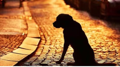 কলকাতা: নিখোঁজ টুনটুনি। পোষ্য সারমেয়। বয়স মাত্র চল্লিশ দিন। দেশি, তবে দেখতে বিদেশি সারমেয়র মতোই। শুক্রবার সকাল থেকে নিখোঁজ সে। তার সন্ধান পেতে চেষ্টার কোনও ত্রুটি রাখছে না বর্ধমানের বের এলাকার একটি পরিবার। বারোটি পোষ্য সন্তানস্নেহে পালিত হচ্ছিল বাড়ি ও বাগানে। তার মধ্যে সবচেয়ে ছোটটি নিখোঁজ। দম্পতির মেয়ে দুর্গাপুরে পড়েন। তিনি খবর পাওয়া মাত্র বাড়িতে ফিরে সারমেয়টির খোঁজে ব্যস্ত রয়েছেন। ইতিমধ্যেই বর্ধমান থানায় নিখোঁজের ডায়েরি হয়েছে। এছাড়াও সারমেয়টির ছবি সহ সন্ধান চাই পোস্টারে শহর ছেয়ে ফেলা হয়েছে। সন্ধান দিলে মিলবে এক হাজার টাকা পুরস্কার। দেখুন বাংলা নিউজ ভিডিও (Watch bangla news video )৷