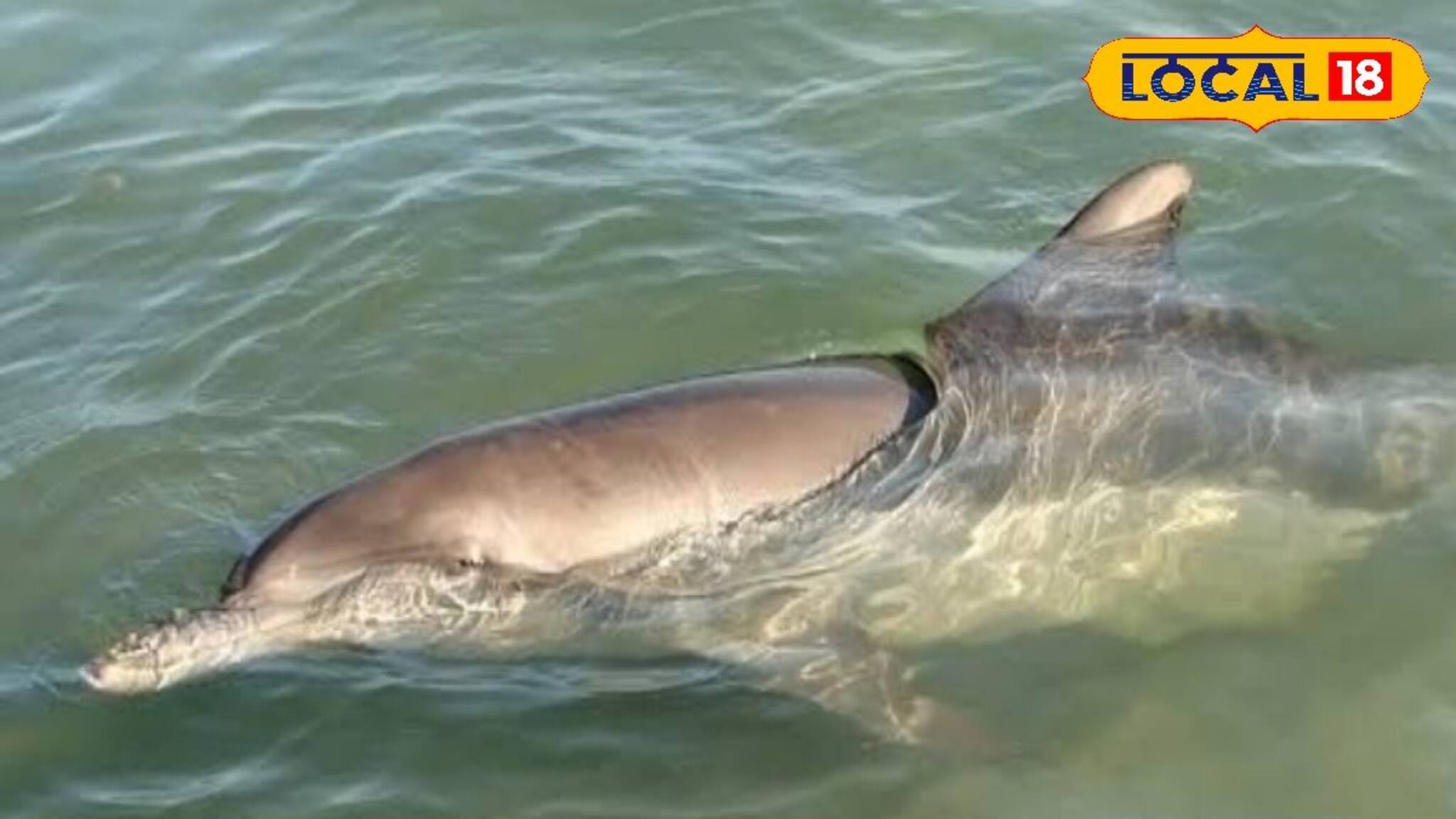 গঙ্গাকে নিয়ে বিরাট সুখবর! কাটছে দূষণ, বাড়ছে ডলফিন, নতুন আশার আলো দেখছে প্রশাসন