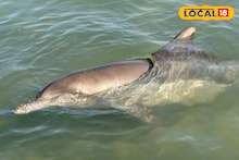Ganga Pollution Update: গঙ্গাকে নিয়ে বিরাট সুখবর! কাটছে দূষণ, বাড়ছে ডলফিন, নতুন আশার আলো দেখছে প্রশাসন