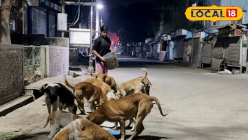 কাটোয়ায় পথকুকুরদের