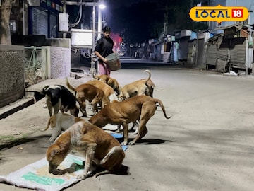 কাটোয়ায় পথকুকুরদের