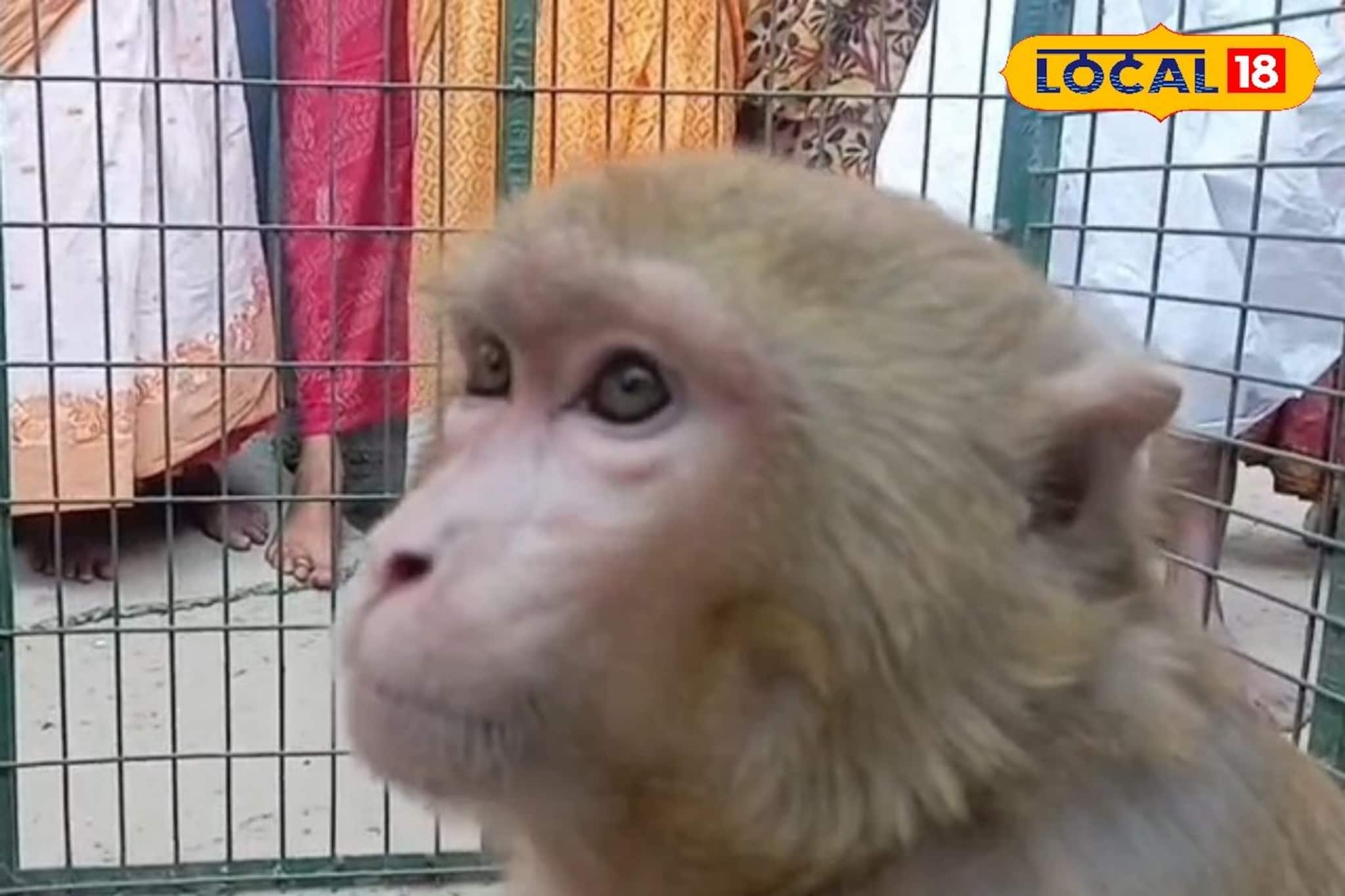 মনিবের নেই, শোকে পাথর হয়ে গিয়েছে পোষ্য বানর! খাওয়াদাওয়া ছেড়ে তিলে তিলে মরছে ফোট্টু মনিবের নেই, শোকে পাথর হয়ে গিয়েছে পোষ্য বানর! খাওয়াদাওয়া ছেড়ে তিলে তিলে মরছে ফোট্টু