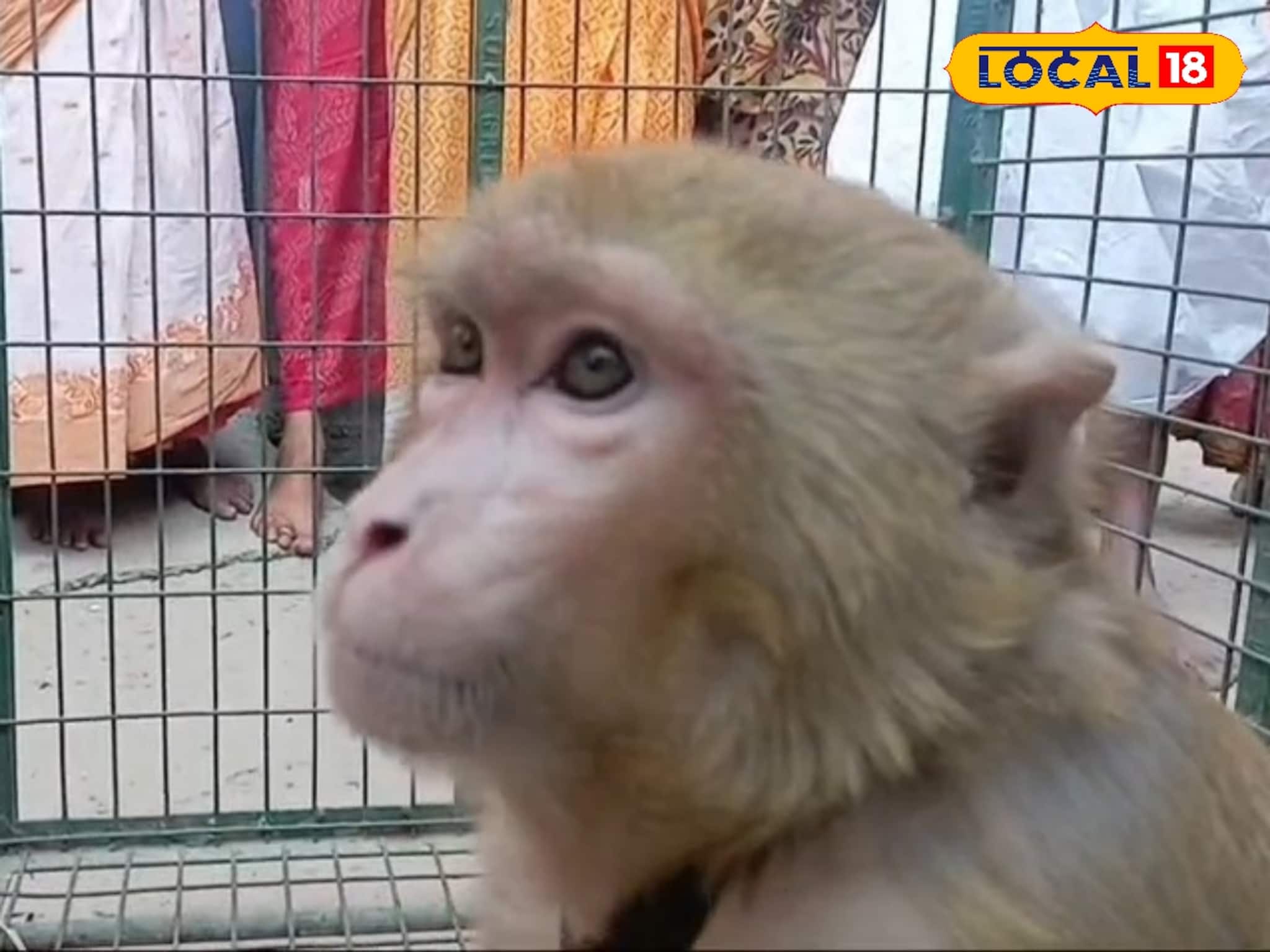 মনিবের নেই, শোকে পাথর হয়ে গিয়েছে পোষ্য বানর! খাওয়াদাওয়া ছেড়ে তিলে তিলে মরছে ফোট্টু মনিবের নেই, শোকে পাথর হয়ে গিয়েছে পোষ্য বানর! খাওয়াদাওয়া ছেড়ে তিলে তিলে মরছে ফোট্টু