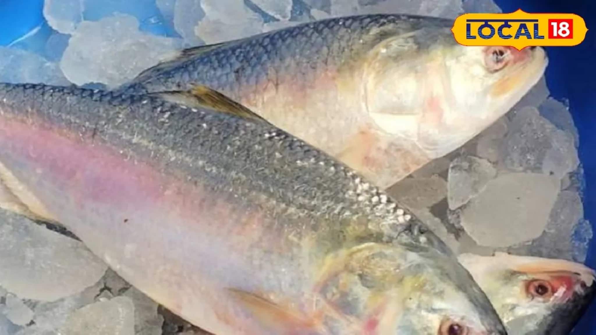 দিঘায় মাছের হাহাকার, ভাগ্য ভাল হলে শুধু জুটছে ইলিশ! ব্যান পিরিয়ডের আগেই সব উধাও