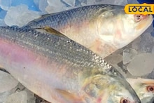 Digha Fish Crisis: দিঘায় মাছের হাহাকার, ভাগ্য ভাল হলে শুধু জুটছে ইলিশ! ব্যান পিরিয়ডের আগেই সব উধাও, মাথায় হাত মৎস্যজীবীদের