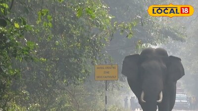 রাস্তায় দাঁড়িয়ে থাকল হাতি