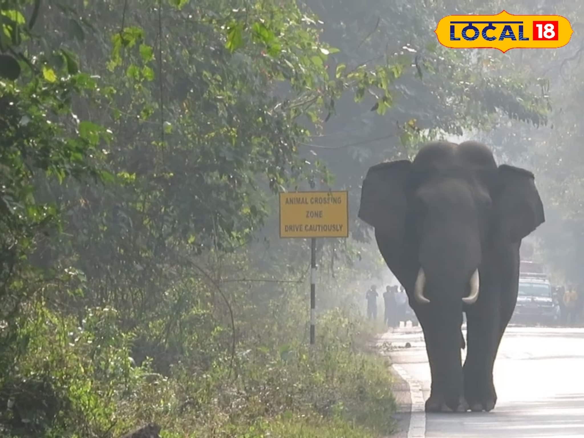 বাসের গতি বেশি! দেখেই মেজাজ হারাল গজরাজ, তারপর যা কাণ্ড! জলপাইগুড়ির হাড়হিম করা ভিডিও