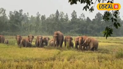 হাতির দল খাবারের সন্ধানে ঘুরে বেড়াচ্ছে এলাকায় এলাকায়