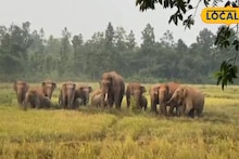 Jhargram News: হাতি আসবে না লোকালয়ে! জঙ্গলমহলে মাস্টারপ্ল্যান! ২ কোটি ৩৫ লক্ষ টাকার মেগা প্রজেক্ট বন দফতরের
